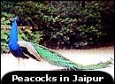 peacock.jpg (6796 bytes)
