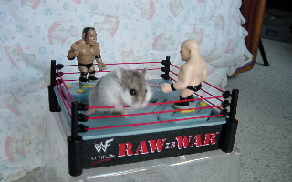 Nala II :: Another WWF Champion