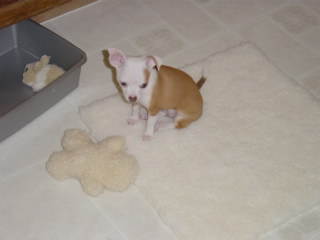 wanna play with me?