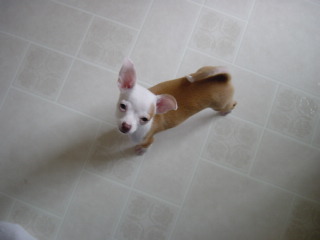 puppy power!