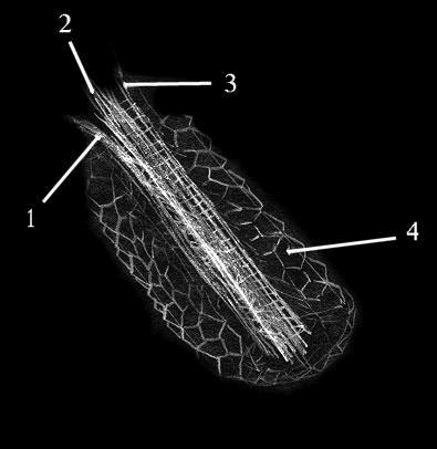 cross section of Centauran tentacle, showing geometric pattern of skin and axial fibers