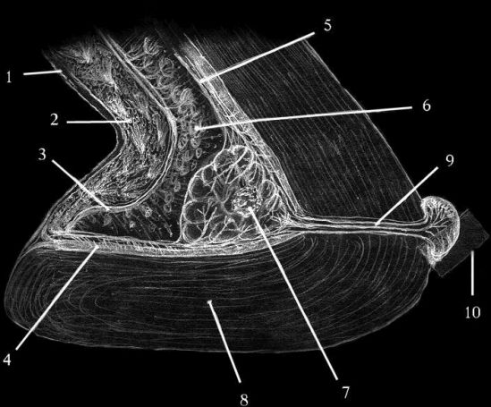 bottom corner of Centauran's bell, showing layers of tissue inside