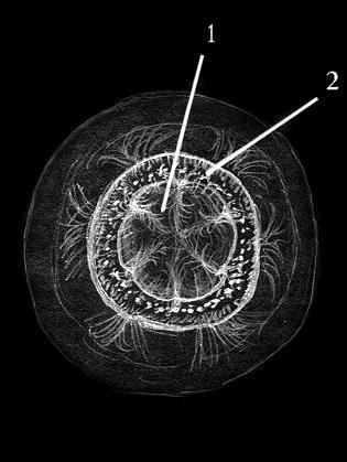 cross section of Centauran brain an lung from top