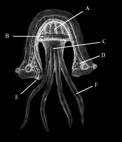 cross section of Centauran showing brain at the top of bell-shaped shell, lung circling the brain, trunk and tentacles attached below