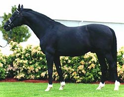 Liinun Blackjack