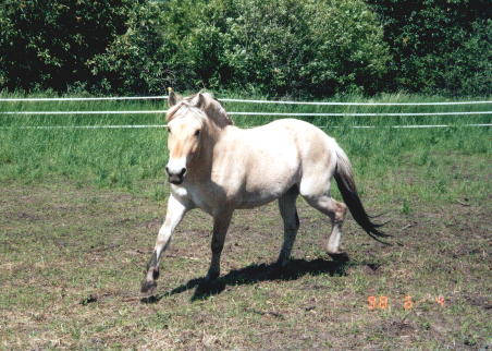 Onni