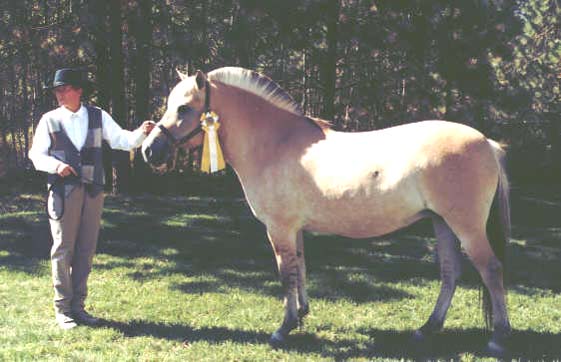 Sitruunapiirakka