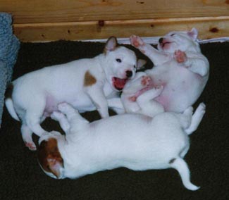 n-litter