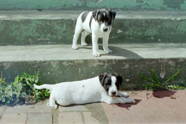 gareth and galahad