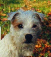 toby