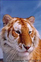 [ Caoiloch in her animal form. ]