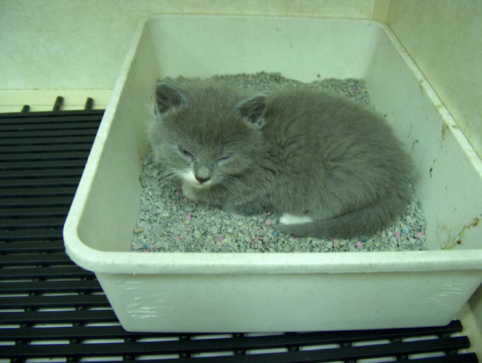 Sounds to soothe the sleepy mind (trapped by one's own choosuing in a soiled litterbox)