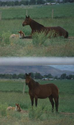 Cutie2x2.jpg (15365 bytes)