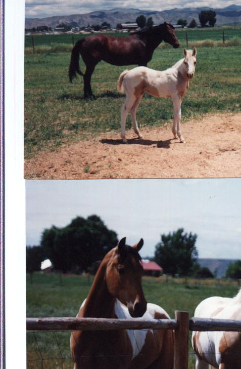 Cutiex2.jpg (51895 bytes)