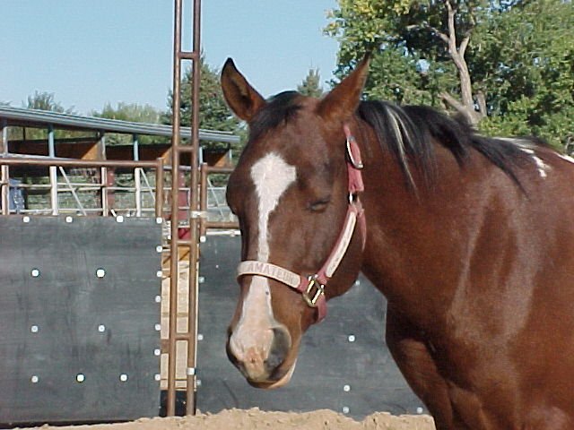 puff02-face.jpg (70443 bytes)