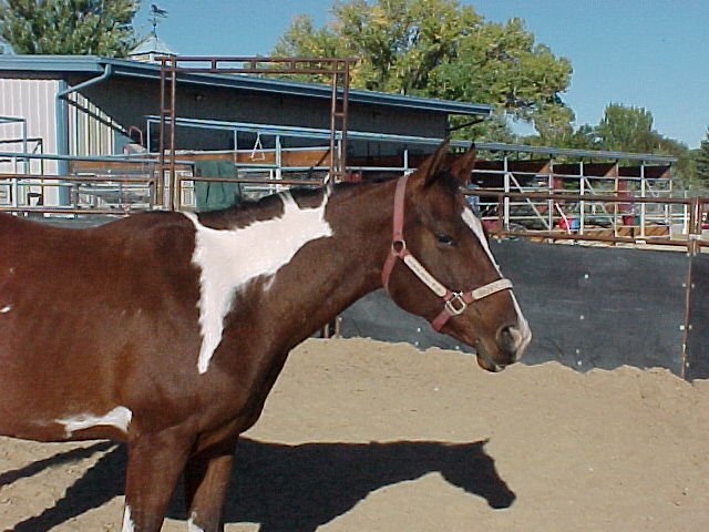 puff02-head1.jpg (75552 bytes)