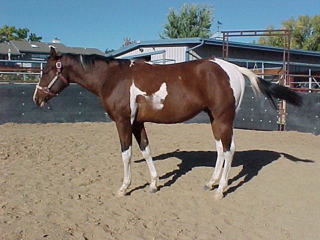 puff02-leftside.jpg (72806 bytes)