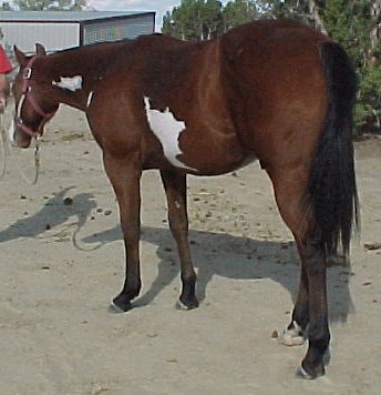 rear1003.jpg (28696 bytes)