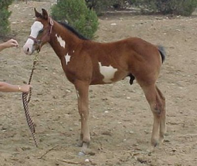 rebel1.jpg (31822 bytes)