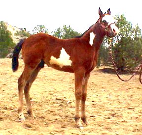 rebel2.jpg (27414 bytes)