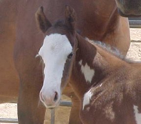 rebel3.jpg (14091 bytes)