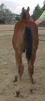 rebel4.jpg (12261 bytes)