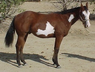 rs1003.jpg (31762 bytes)