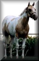 sonny.jpg (6279 bytes)