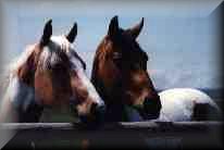 sonysage.jpg (4317 bytes)