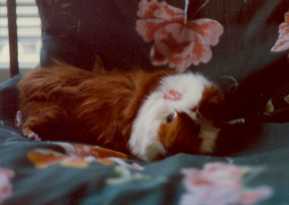 Relaxed Max