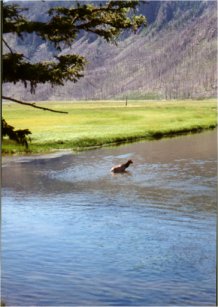 /user/YellowstoneElkCrossingRiver.jpg