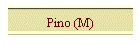 Pino (M)