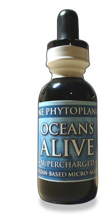 PHYTOPLANKTON