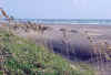 seaoats3.jpg (58964 bytes)