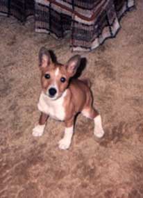 This is my parent's dog when she was a little pup.