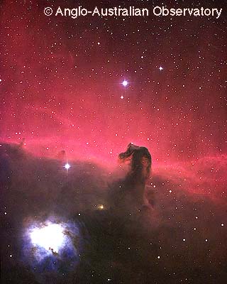 the horse head