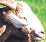 Click for full picture