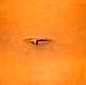 e89navel.jpg (1728 bytes)