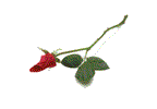 roseanimated.gif (3988 bytes)