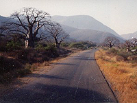 Photo of an empty road and baobab trees in Tanzania