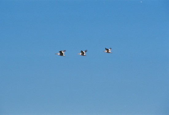 2002-Tanz-02-05-pellicans