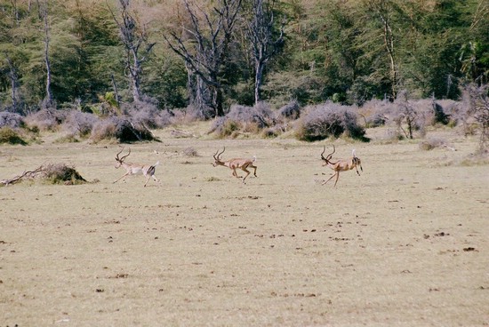 2002-Tanz-02-09-gazelles-2