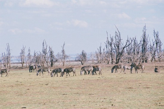 2002-Tanz-02-17-zebras-Lake_Manyara