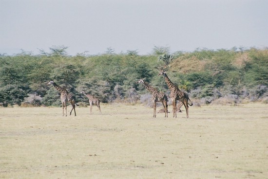 2002-Tanz-02-19-giraffen