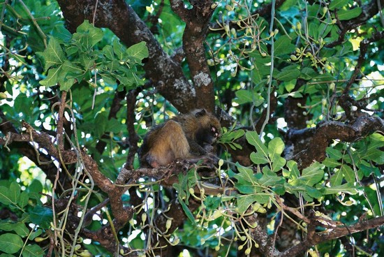 2002-Tanz-02-24-monkey