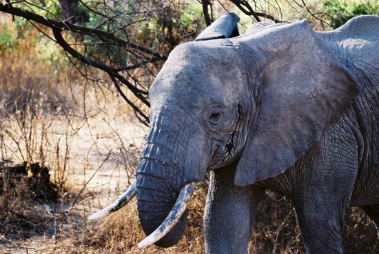 2002-Tanz-02-31-elephant