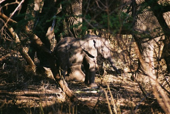 2002-Tanz-03-05-baby-elephant