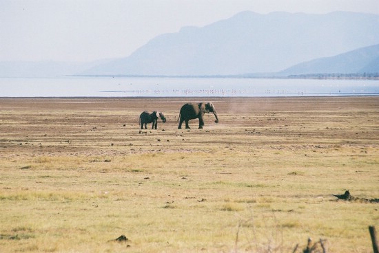 2002-Tanz-03-13-elephants