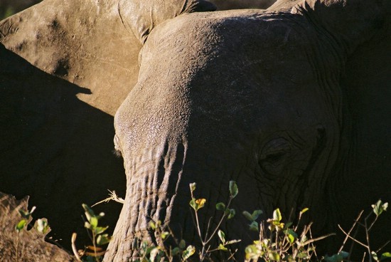 2002-Tanz-03-16-elephant
