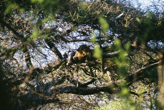 2002-Tanz-03-17-hardly-ever-seen_treelion